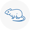 Rat Control Wycombe