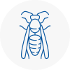 Wycombe Wasp Nest Removal